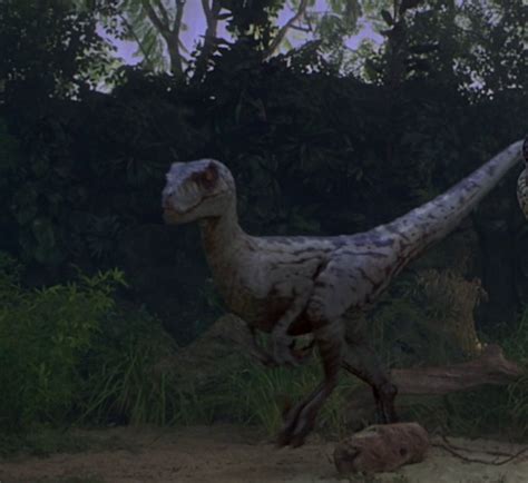 Velociraptor Antirrhopus Sornaensis Alpha Female Sf Jurassic Pedia