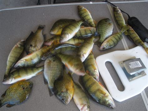 Attracting Perch - Tips and Tricks of the Old Timers - My Fishing Partner