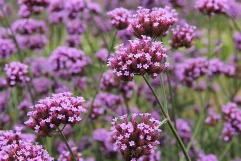 Verveine Officinale Et Odorante Quels Sont Les Bienfaits Santé