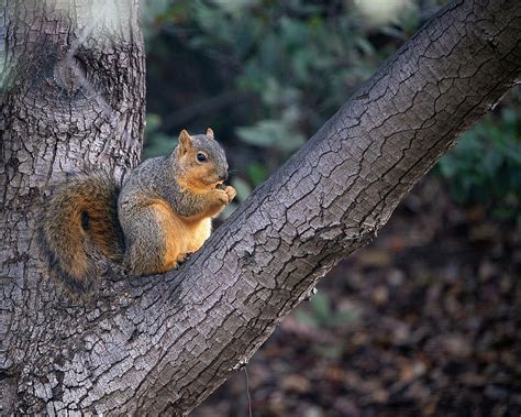 Squirrel In Oak Tree Photograph By John Rodrigues Pixels