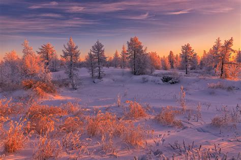 Download Fir Tree Sunset Snow Nature Winter Hd Wallpaper