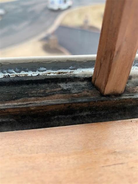 We did not find results for: How to get mold off window frame? in 2020 | Wood window ...