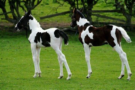 Paint Foals Horses Pretty Horses Baby Horses