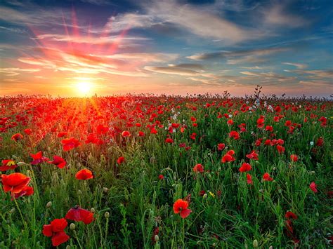1920x1080px 1080p Free Download Poppy Field Sun Rays Fiery Poppies Flowers Bonito