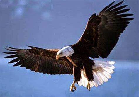 Gambar Burung Indah Menawan Dilupakan 6 Rajawali Gambar Garuda Di