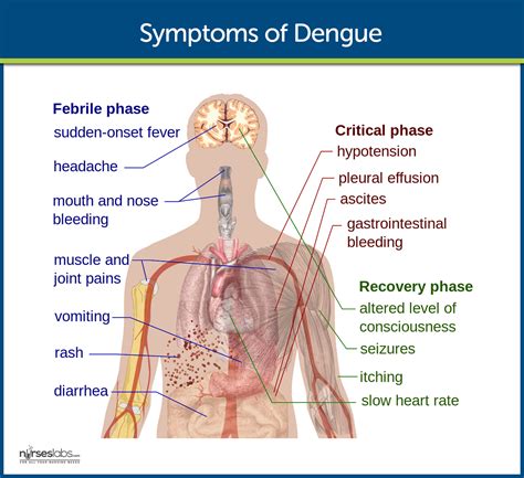 Dengue Hemorrhagic Fever Nursing Care Management And Study Guide