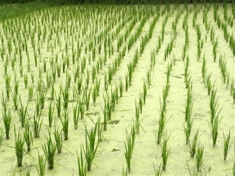To tackle climate change, malaysia has voluntarily pledged to cut its emission intensity (per unit of gdp)1 by up to 40% by 2020 and 45% by 2030 compared to the levels in 2005, with some conditions applied. Enhancing rice production during climate change in Malaysia