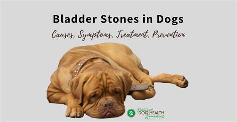One of the more common bladder stones found in dogs is composed of magnesium ammonium phosphate hexahydrate (also known as struvite stones). Dog Bladder Stones | Symptoms, Causes, Treatment