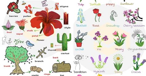 Different Types Of Flowers With Names Chart St Lite