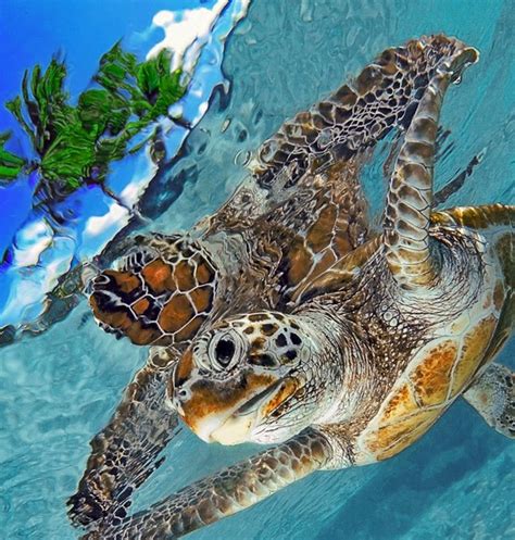 Dangerous Water Animals Underwater Sea Life