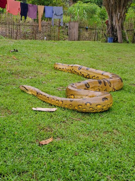 Green Anaconda Stock Photos Pictures And Royalty Free Images Istock