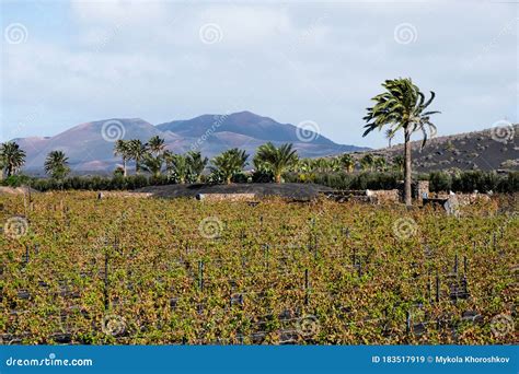 Famous Vineyards Of La Geria On Volcanic Soil Stock Image Image Of