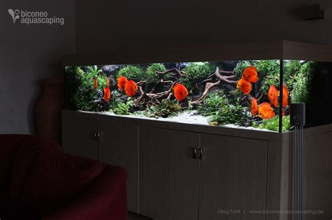 750 liter diskus aquarium mit selbst entworfener rückwand. Pin on Aquarium