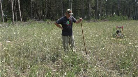 Thistles In A Food Plot Whitetailhabitatconsultingcom Youtube