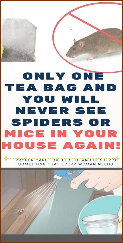 All You Need Is One Tea Bag And You Will Never See Mice Or Spiders In