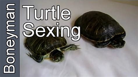 Sexing Your Turtles Youtube