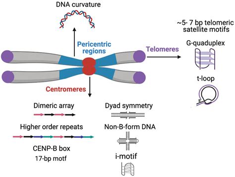 ijms free full text sequence chromatin and evolution of satellite dna