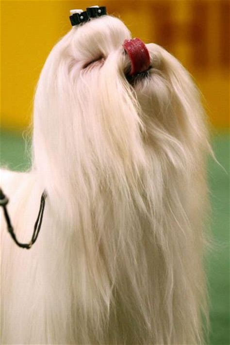 Hilarious Dog Haircuts 49 Pics