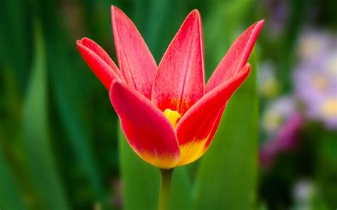 tulip, Flower, Nature Wallpapers HD / Desktop and Mobile Backgrounds
