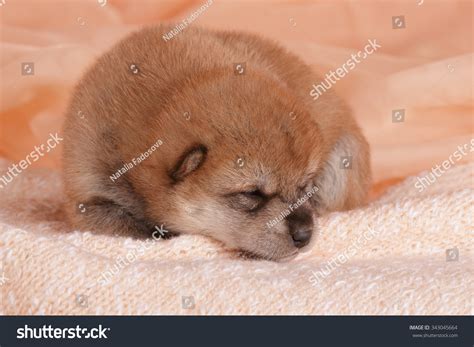 Newborn Japan Dog Akita Puppy On Cream Beige Fabric Textile With Little