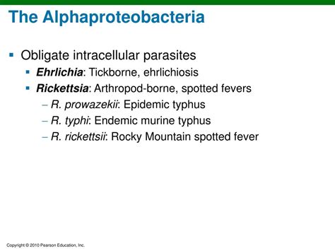 Typhi, the cause of the more benign endemic or rat. PPT - Chapter 11 PowerPoint Presentation, free download ...