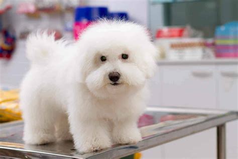 Bichon frisé: Adorable family pets with high-maintenance grooming needs