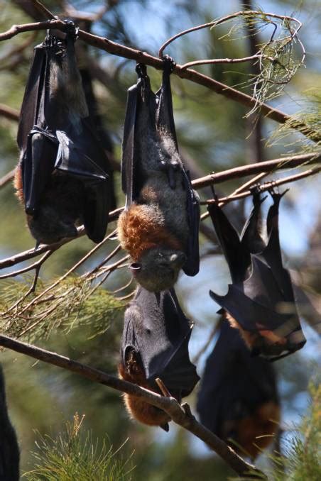 Flying Fox Roost Causing A Stink In Figtree Illawarra Mercury