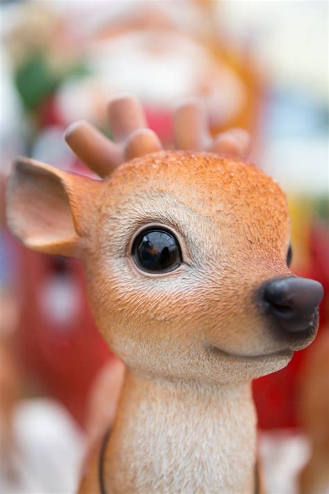 Cute Reindeer Free Stock Photo Public Domain Pictures