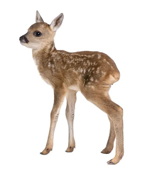 Fawn Stock Photo By ©willeecole 13883867