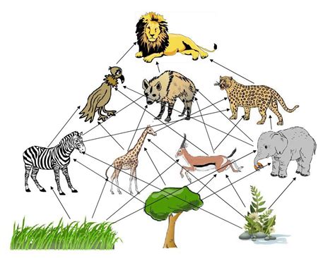 A food chain is a network of links in a food web. Big clipart food chain, Big food chain Transparent FREE ...