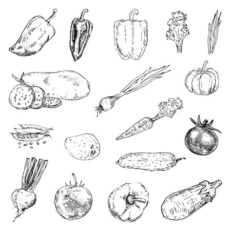 Verduras Dibujadas A Mano Set Garabatos Iconos De Estilo De Dibujo