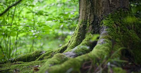 Green Tree Near Green Plants · Free Stock Photo