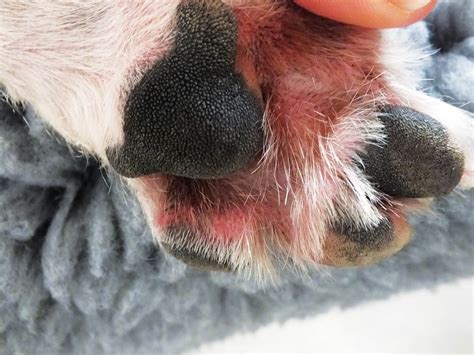 Canine Dermatitis Pictures