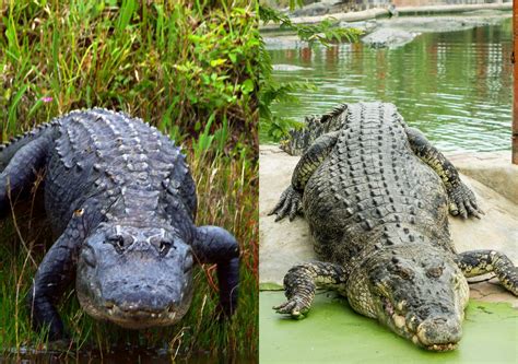 Alligator Vs Crocodile What Are The Differences 2024