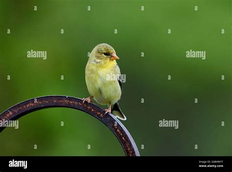 Female American Goldfinch Carduelis Tristis Perched Cherry Hill Nova