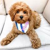 Cavapoo puppies are wonderful with children; Everything You Need to Know About a Cavapoo #cavapoo # ...
