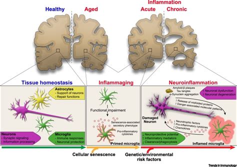 Neuroimmune Connections In Aging And Neurodegenerative Diseases Trends