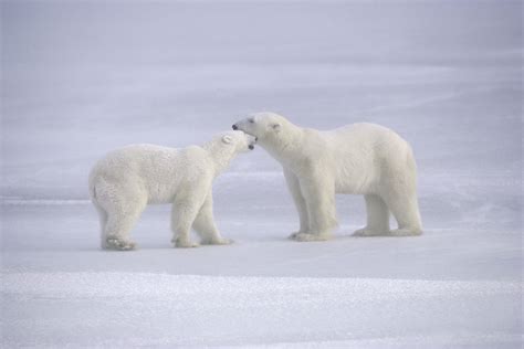 Arctic Tundra Endangered Animals Sciencing