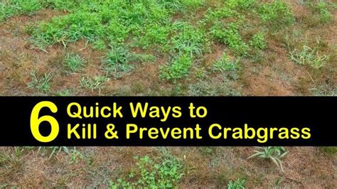 How To Prevent Crabgrass In New Lawn