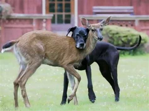 The Oddest Animal Couples In Nature Animals Friendship Unlikely
