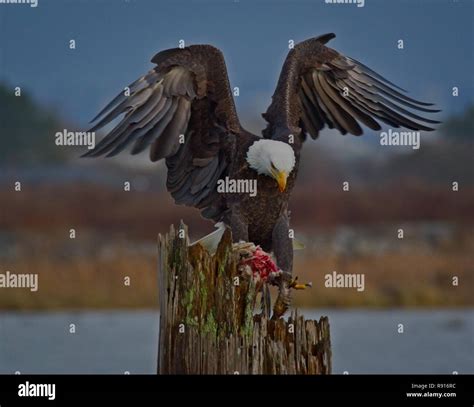 Bald Eagle Talons Close Up Hi Res Stock Photography And Images Alamy