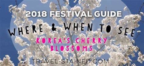 The Words Where And When To See Koreas Cherry Blossoms In Front Of A