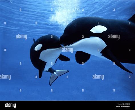 Big Killer Whale Orcinus Orca Females Calf Stock Photo Alamy
