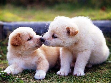 Cute Puppies Kissing Each Other Picture Dog Breeders Guide