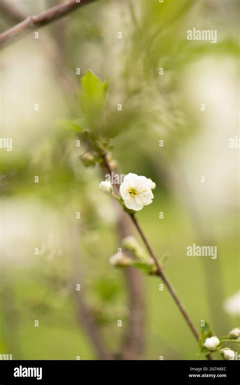 Cherry Blossom White Open Flower Blurred Natural Background Stock Photo Alamy