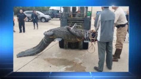 800 Pound Alligator Found In Parking Lot Taken To Farm