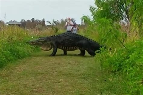 Watch Giant Alligator Crosses A Path At Florida Nature Reserve In