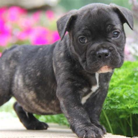 You will notice that these pitbulls have predominantly light colors such as yellow and mixed with dark colors like black or dark brown. French Bulldog Mix Puppies For Sale | Greenfield Puppies