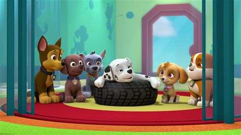 Watch Paw Patrol Season 5 Episode 11 Pups Save The Kitty Rescue Crew