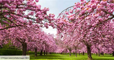 Hanami Où Voir La Floraison Des Cerisiers Japonais En France Geofr